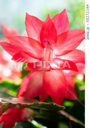 赤いサボテンの花の写真素材