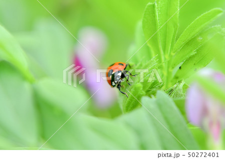 ナナホシテントウ ナナホシテントウ 50272401