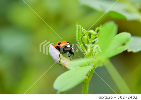 ナナホシテントウ 50272402