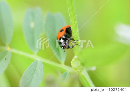 ナナホシテントウ ナナホシテントウ 50272404
