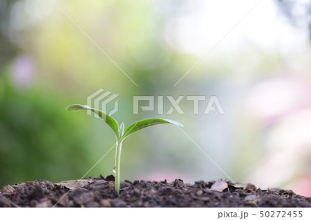Small tree sapling plant planting with dew 50272455