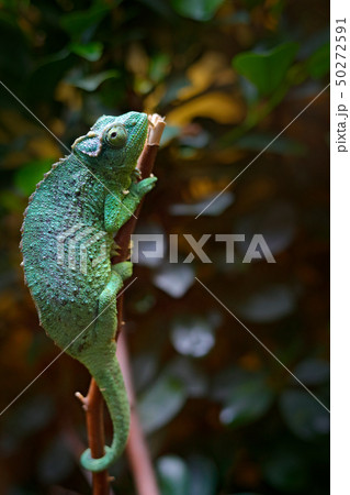 Jackson's Chameleon or Three-horned Chameleon 50272591