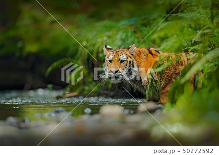 Amur tiger walking in river water. Danger animal Amur tiger walking in river water. Danger animal 50272592