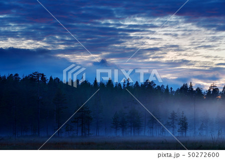 Magic foggy landscape, forest after sunset Magic foggy landscape, forest after sunset 50272600