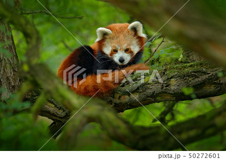 Red panda lying on the tree with green leaves Red panda lying on the tree with green leaves 50272601