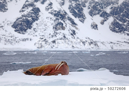 Walrus, Odobenus rosmarus, stick out from water 50272606
