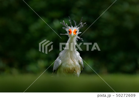 Secretary Bird, Sagittarius serpentarius Secretary Bird, Sagittarius serpentarius 50272609