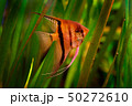 Green water grass with beautiful orange fish 50272610
