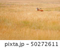 Red deer, rutting season in Hoge Veluwe 50272611