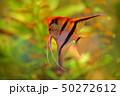 Pterophyllum scalare Angelfish, nature habitat 50272612