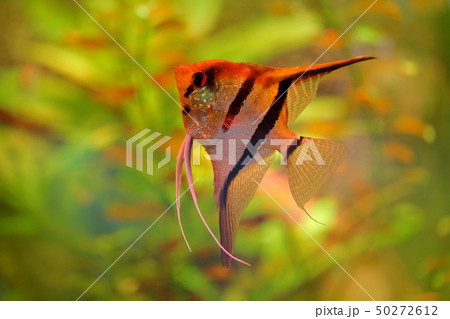 Pterophyllum scalare Angelfish, nature habitat 50272612