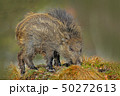 Young Wild boar, Sus scrofa, in the meadow hillock 50272613