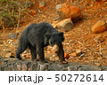 Wild sloth bear, Melursus ursinus in India 50272614