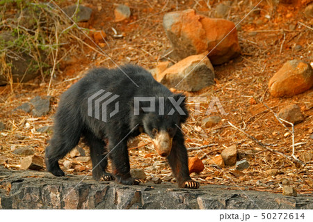 Wild sloth bear, Melursus ursinus in India 50272614