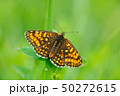 Wild beautiful butterfly, Heath Fritillary 50272615
