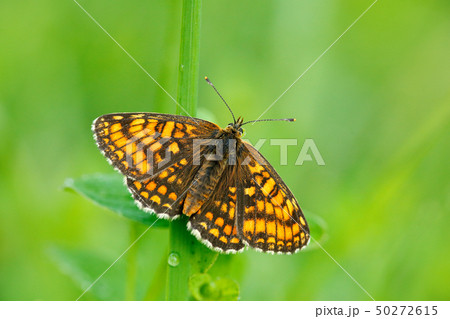 Wild beautiful butterfly, Heath Fritillary Wild beautiful butterfly, Heath Fritillary 50272615