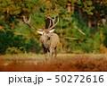 Red deer, rutting season, Netherlands. Deer stag 50272616