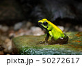 Golden Poison Frog, Phyllobates terribilis 50272617
