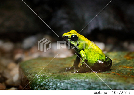 Golden Poison Frog, Phyllobates terribilis 50272617