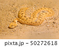 Saharan horned desert viper, Cerastes cerastes 50272618