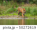 Amur tiger walking near river water 50272619