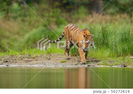 Amur tiger walking near river water Amur tiger walking near river water 50272619