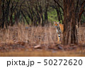 Tiger walking in old dry forest with first rain 50272620