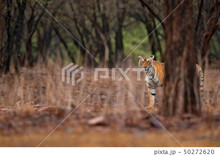 Tiger walking in old dry forest with first rain 50272620