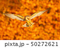 Landing nice Barn Owl in nice orange light 50272621