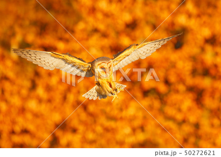 Landing nice Barn Owl in nice orange light 50272621