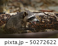 The Raccoon, Procyon lotor, walking on white sand 50272622