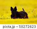 Cute portrait of black Scottish Terrier Dog 50272623