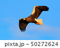 Flying Steller's sea eagle, Haliaeetus pelagicus 50272624