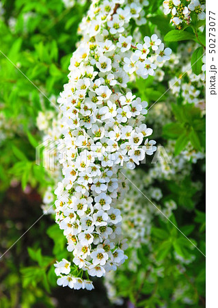 ユキヤナギの花のある風景 ユキヤナギの花のある風景 50273077