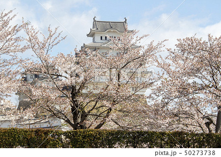 桜祭り 桜祭り 50273738