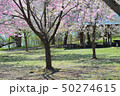 富士見湖パークの桜吹雪（青森県北津軽郡鶴田町） 50274615