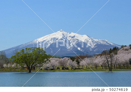 津軽富士見湖　岩木山と桜（青森県北津軽郡鶴田町） 50274619