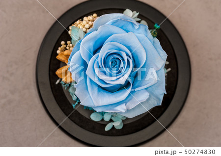 Close up of blue rose on yellow background 50274830