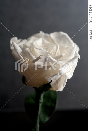 Close up of white rose 50274842