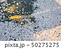 ピンクの絨毯、花筏から顔を出す鯉（青森県平川市・猿賀公園） 50275275