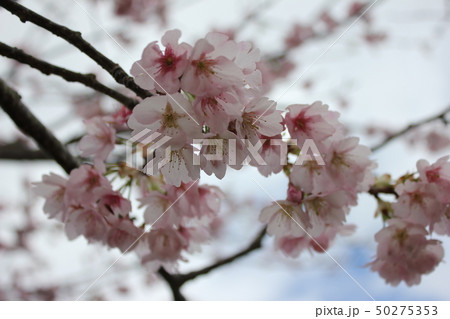 桜　＊＊＊　さくら　サクラ　SAKURA　＊＊＊ 50275353