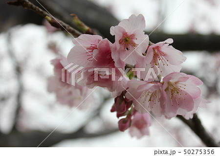 桜 *** さくら サクラ SAKURA *** 桜 *** さくら サクラ SAKURA *** 50275356