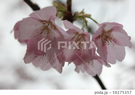 桜　＊＊＊　さくら　サクラ　SAKURA　＊＊＊ 50275357