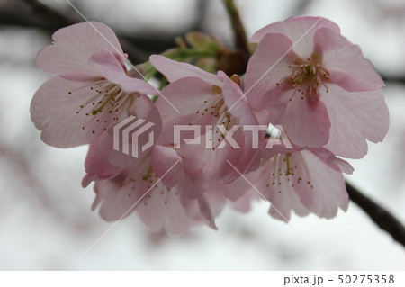 桜 *** さくら サクラ SAKURA *** 桜 *** さくら サクラ SAKURA *** 50275358