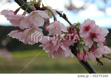 桜 *** さくら サクラ SAKURA *** 桜 *** さくら サクラ SAKURA *** 50275360