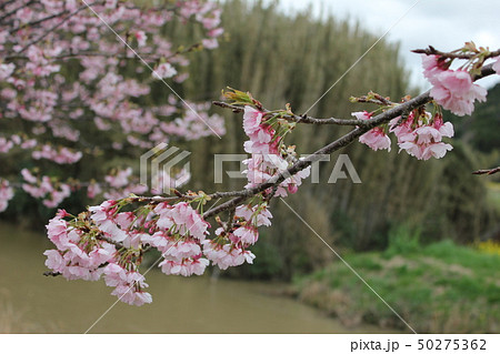 桜 *** さくら サクラ SAKURA *** 桜 *** さくら サクラ SAKURA *** 50275362