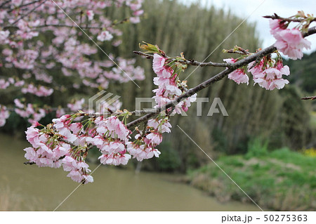 桜 *** さくら サクラ SAKURA *** 桜 *** さくら サクラ SAKURA *** 50275363