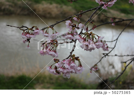 桜 *** さくら サクラ SAKURA *** 桜 *** さくら サクラ SAKURA *** 50275365