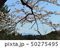 芦野霊園付近から見る岩木山と桜（青森県五所川原市金木町芦野） 50275495