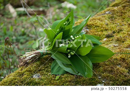 closeup of lily of the valley bouquet on tree closeup of lily of the valley bouquet on tree 50275558